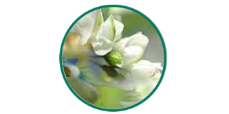 supplement-acacia-lactospore