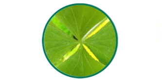 supplement-serosynin